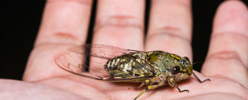What Cicadas Can Teach us About Marketing
